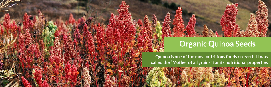 organic_quinoa_seeds-slide